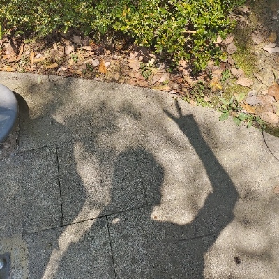 紫萱红琴