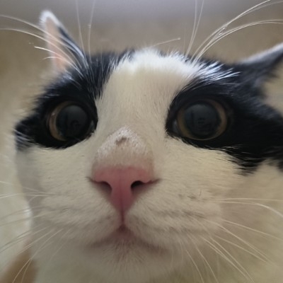 悠不是优