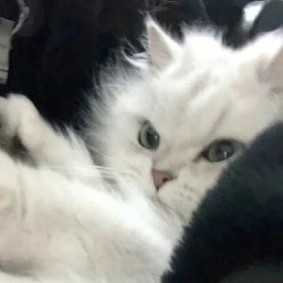 禧