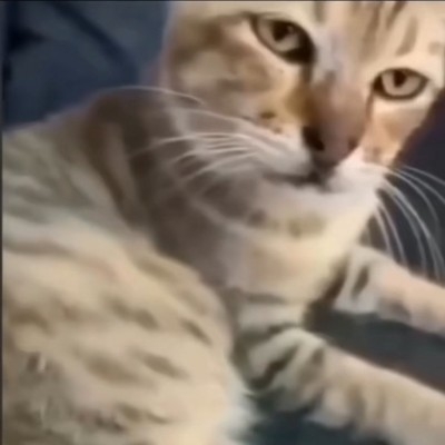 顾棱