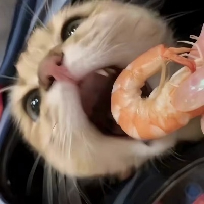 奥不孬猫