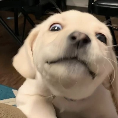 呀吼