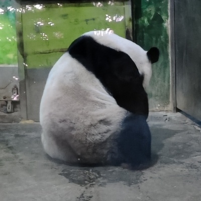 电光毛