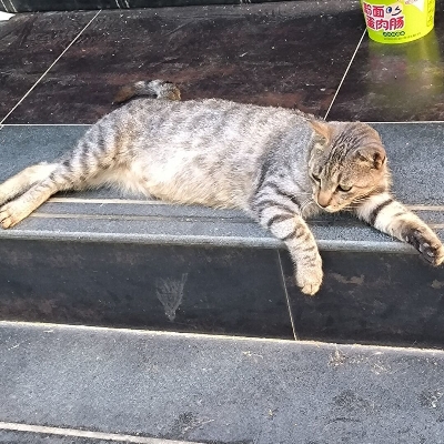 摆猫