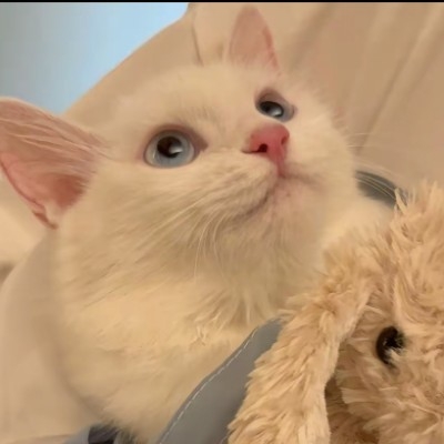 森羽的猫