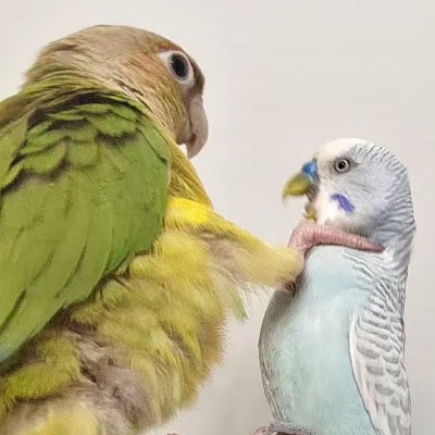 正经蒹葭