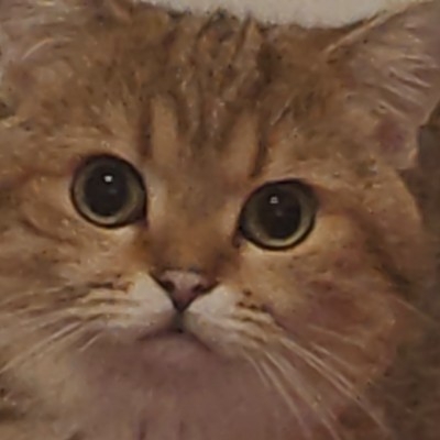 小面包