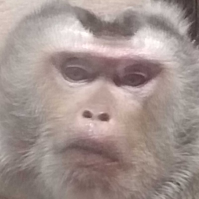 奶聋