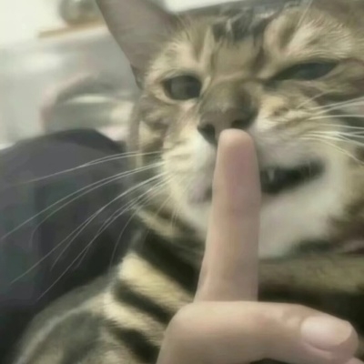 醉月怀