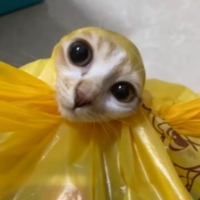 猫毛