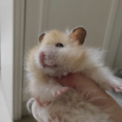 鼠鼠我呀