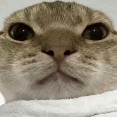 西绿柿穿一件白Tpw353