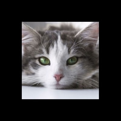坐牢的青猫