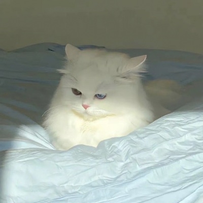 菜猫也是猫