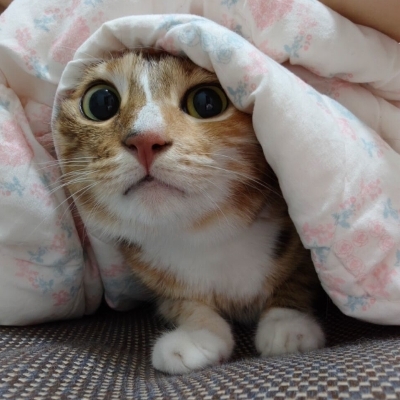 屋里温雪