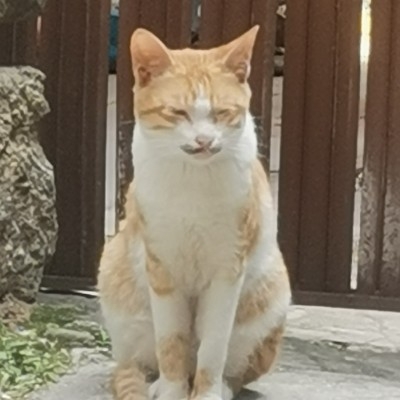 聂凡