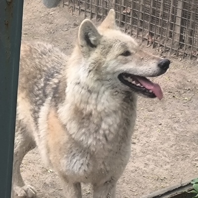 超凡脱俗林克vh634