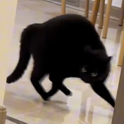 惩戒鸟