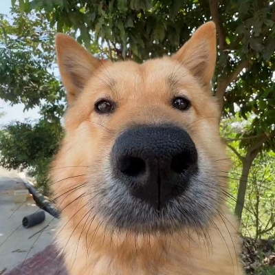 ROMO