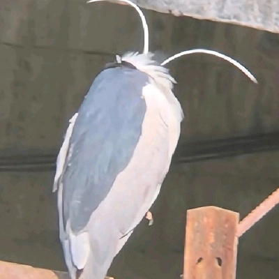 我推真的是直男