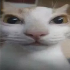 最强老吴