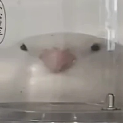 非常严肃的鸟