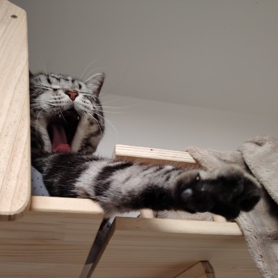 Nya