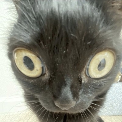 北风屠尽一世花