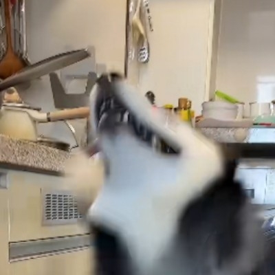 爱睡觉的牛油果奶昔tp2