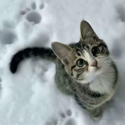 派可爱星请开始你的表演dx72