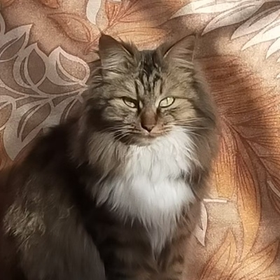 国风大脑袋瓜子mk0