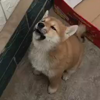 快乐菠萝煲仔饭