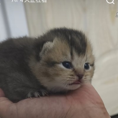 香辣蟹一直长高ht383