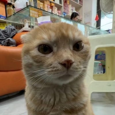 猫猫不缺