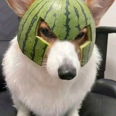 追赶流星的人