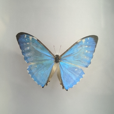 舞法天女吃八宝粥t85