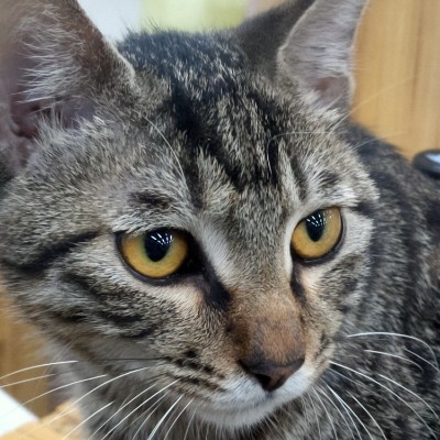 毁灭吧我只想摆烂