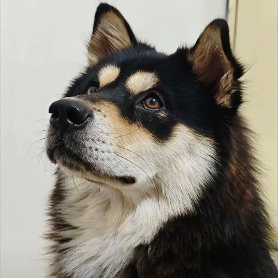 小狼狗分分钟搞定t340