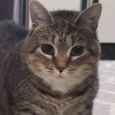 懒得肝的劳猫