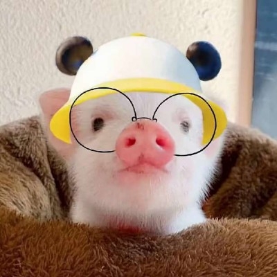 猪精