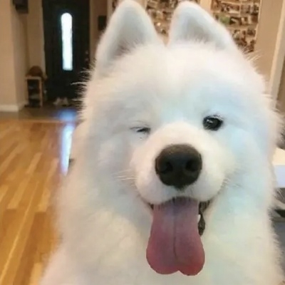 查先生的小玫瑰