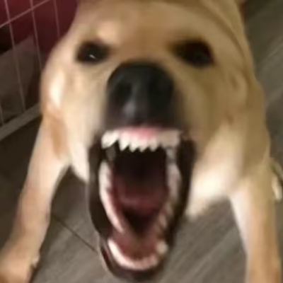 羽之