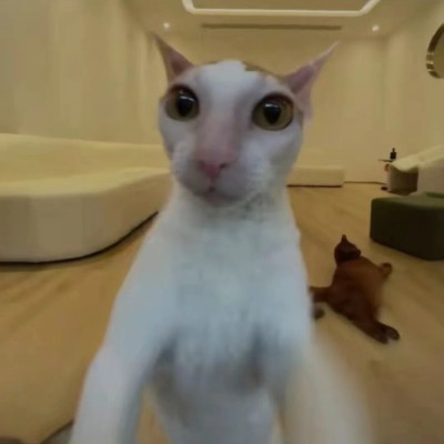 嗑药鸡已上头atd609