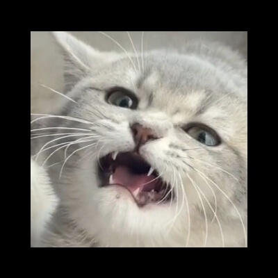 阿钰猫猫坏事做尽