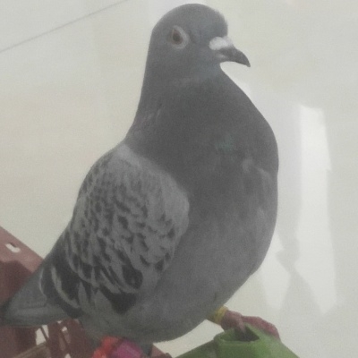 liu