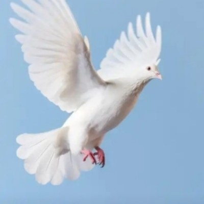 咕咕鸽
