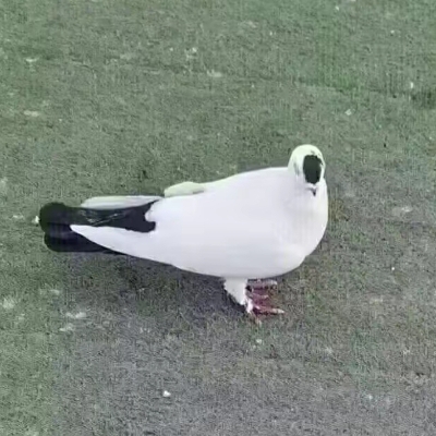 白鸽