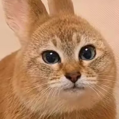 猪当头像成违规