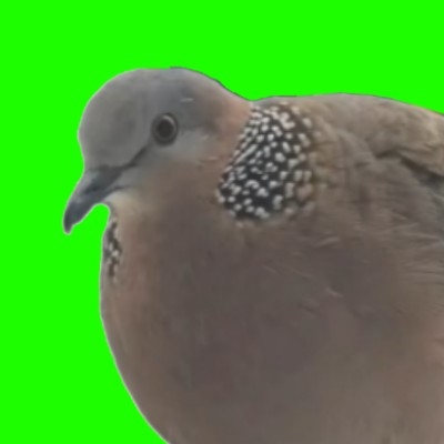 bb皮卡