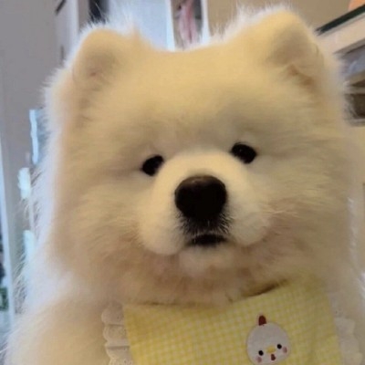 热爱自由的大胃王o63